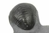 Enrolled Wenndorfia Trilobite - Bou Lachrhal, Morocco #190162-4